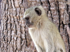Chlorocebus cynosuros