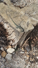 Dalmatolacerta oxycephala