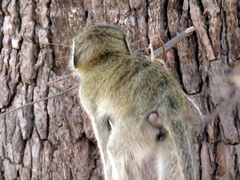 Chlorocebus cynosuros