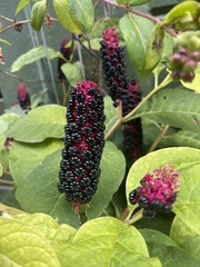 Phytolacca acinosa