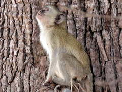 Chlorocebus cynosuros