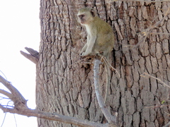 Chlorocebus cynosuros