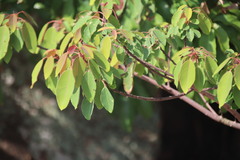 Triadica cochinchinensis