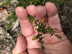 Micrantheum ericoides