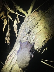 Nyctophilus geoffroyi