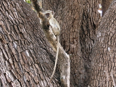 Chlorocebus cynosuros