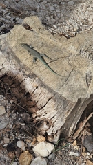 Dalmatolacerta oxycephala