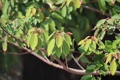 Triadica cochinchinensis