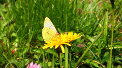 Colias phicomone