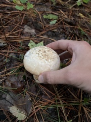Amanita wellsii