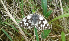 Melanargia lachesis