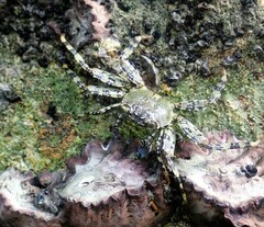 Grapsus tenuicrustatus