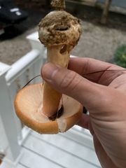 Amanita wellsii
