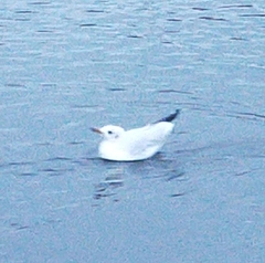 Chroicocephalus ridibundus