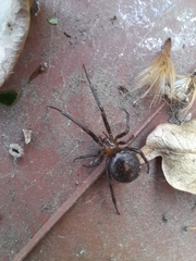 Steatoda grossa