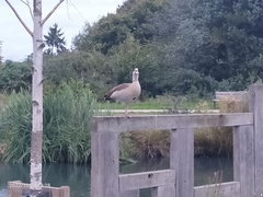 Alopochen aegyptiaca