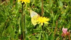 Colias phicomone