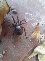 Steatoda grossa