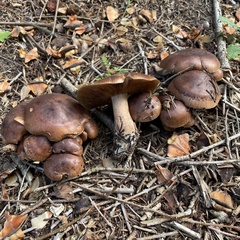 Tricholoma fulvum