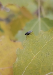 Muscidae