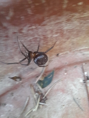 Steatoda grossa