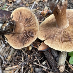 Tricholoma fulvum