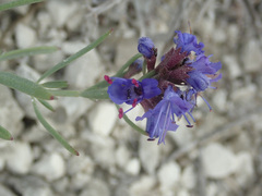 Hyssopus officinalis