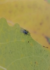 Muscidae