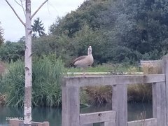 Alopochen aegyptiaca