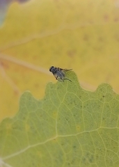 Muscidae