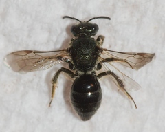 Lasioglossum hartii