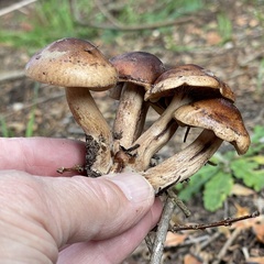 Tricholoma fulvum
