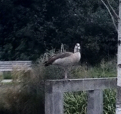 Alopochen aegyptiaca