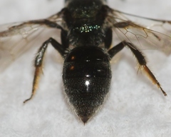 Lasioglossum hartii