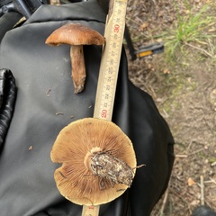 Tricholoma fulvum
