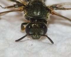 Lasioglossum hartii