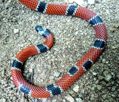 Micrurus corallinus