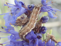 Helicoverpa armigera