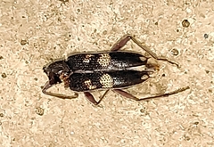 Phoracantha punctata