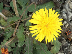 Taraxacum serotinum