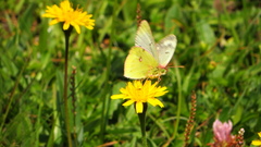 Colias phicomone