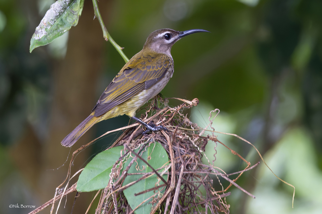 Blue-Throated Brown Sunbird