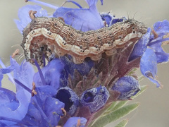 Helicoverpa armigera