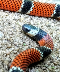 Micrurus corallinus