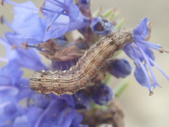 Helicoverpa armigera