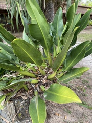 Philodendron martianum