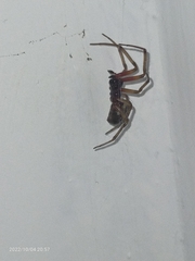 Steatoda nobilis