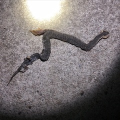 Gloydius ussuriensis