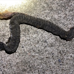 Gloydius ussuriensis