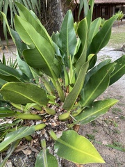 Philodendron martianum